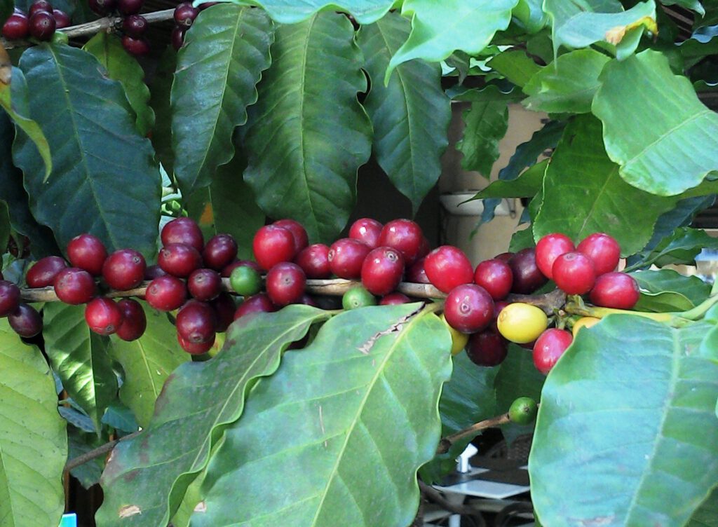 Bild einer Kaffeepflanze mit schon reifen Früchten.