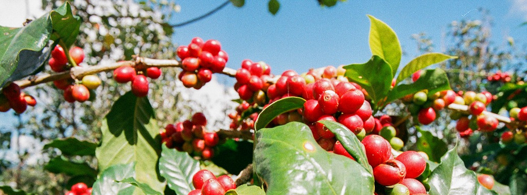 Reife Kaffeekirschen hängen noch am Ast.