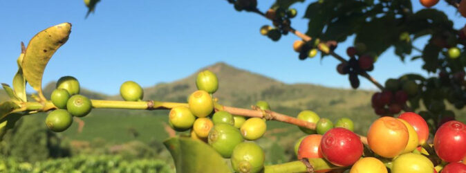Kaffeepflanze mit Kirschen, im Hintergrund die Landschaft Brasiliens.